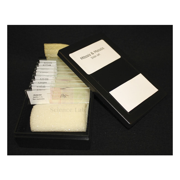 Mitosis & Meiosis Set, Microscope Slides